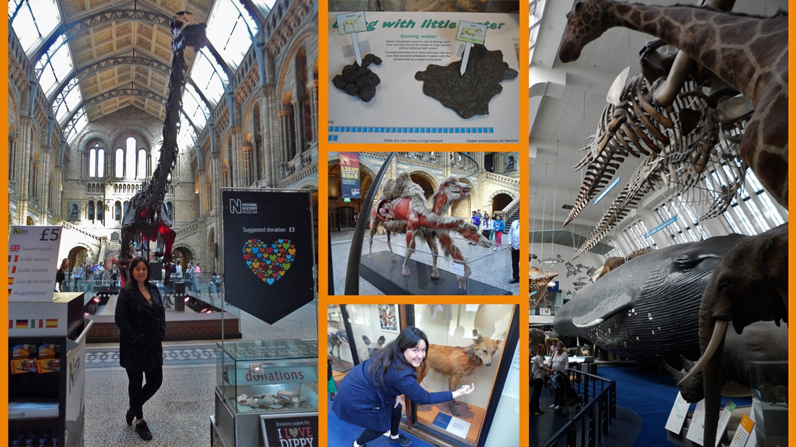 roteiro 1 dia em londres museu de história natural Malas pra que te