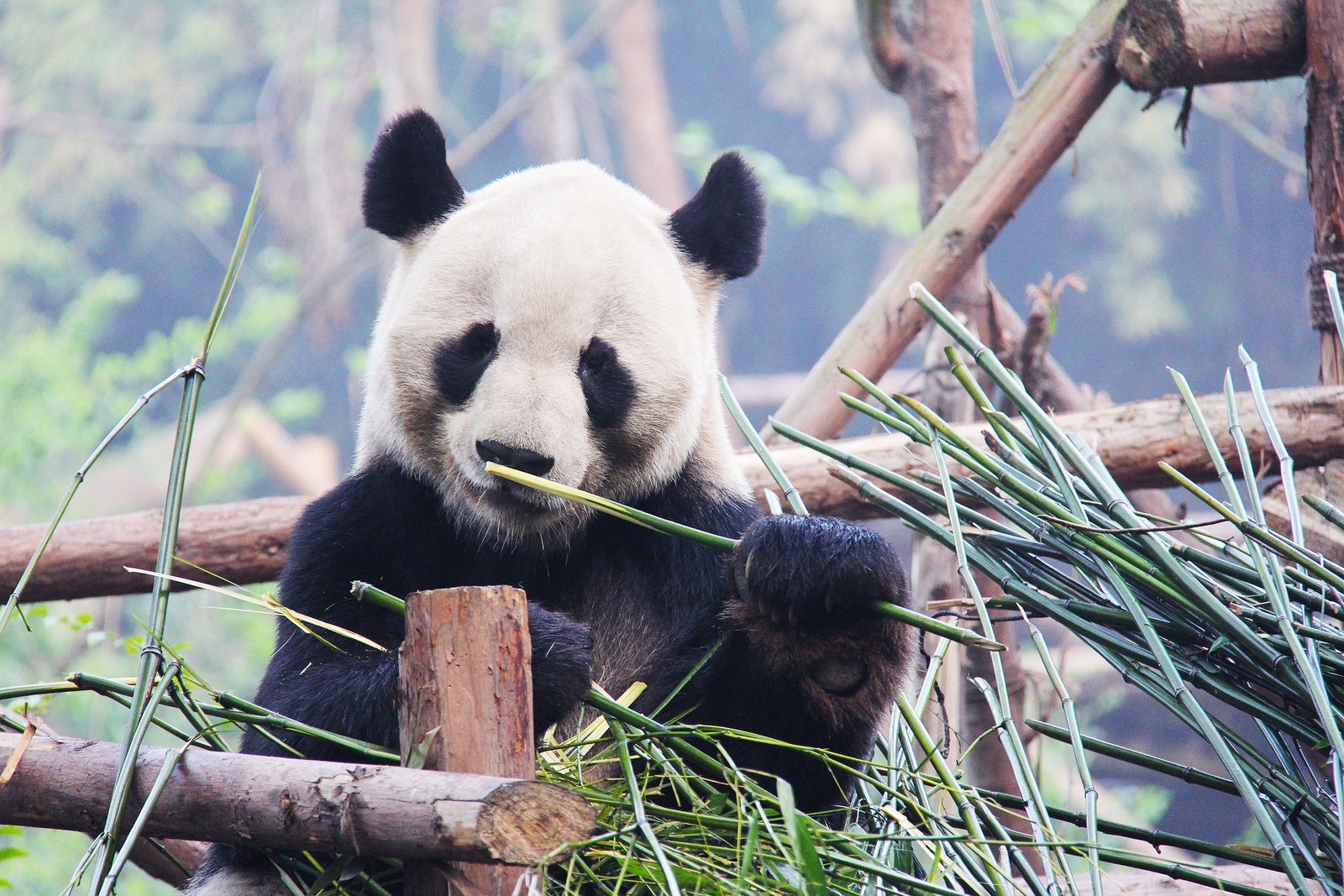 Chengdu China panda