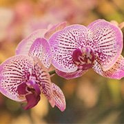 Festa das Flores Joinville 2019