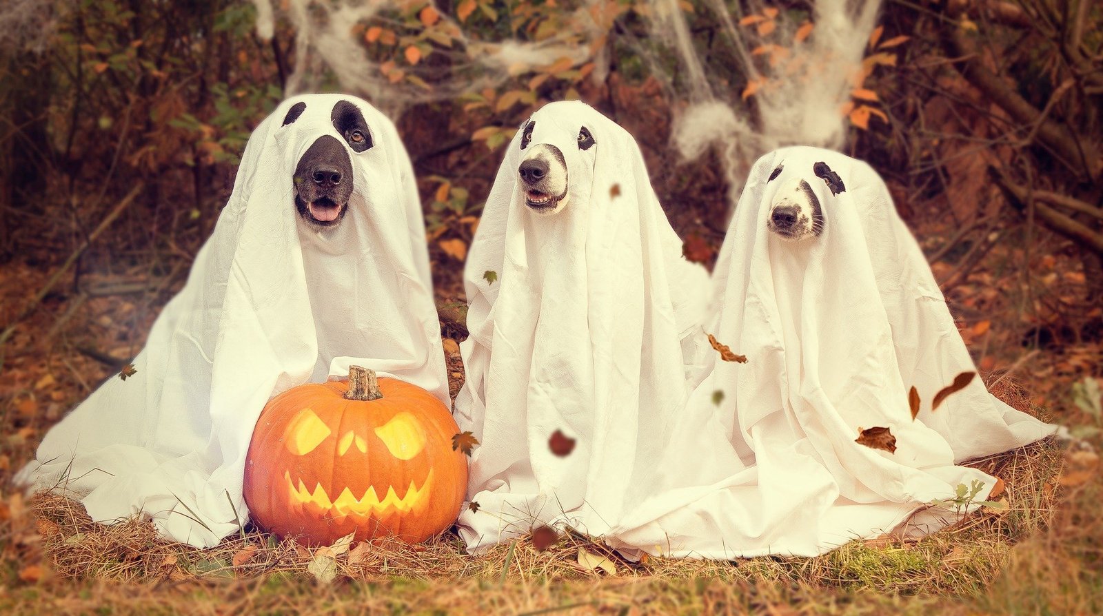 Decoração de festa Halloween - decoração de halloween simples
